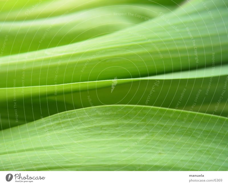 tulpenblätter Pflanze Frühling Tulpe Blatt grün frisch ruhig Erholung Linearität Unschärfe Natur Detailaufnahme Linie