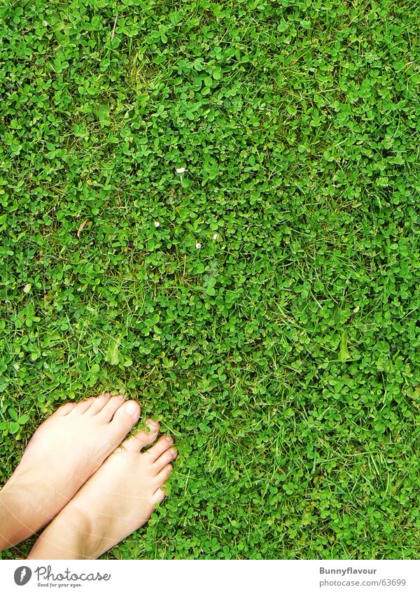 Gras grün Klee Blatt Fuß Rasen