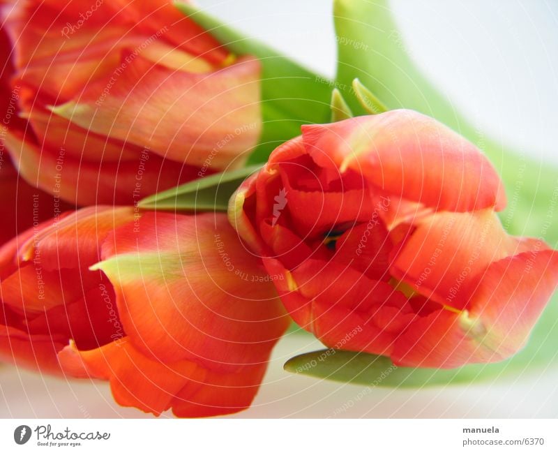 frühlingsblumen Pflanze Frühling Blume Tulpe Blüte Blatt rot grün frisch mehrfarbig Natur Detailaufnahme