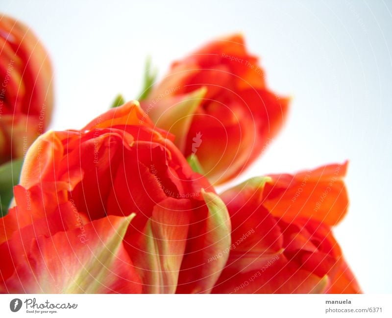 frühlingsblumen 2 Pflanze Frühling Blume Tulpe Blüte rot grün mehrfarbig Natur Detailaufnahme