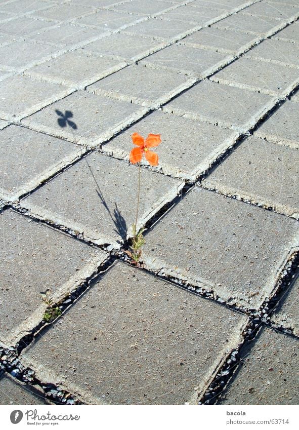 einsames Blümchen Blume Parkplatz rot einzeln Einsamkeit Asphalt Fuge Stein Schatten