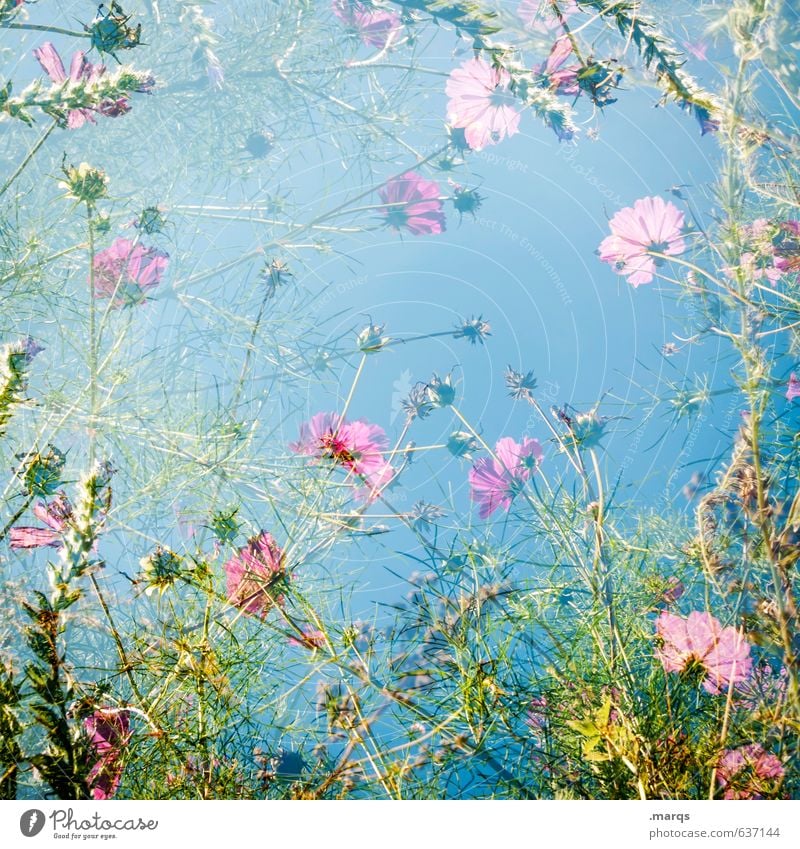 2000 | Wild Stil Natur Pflanze Wolkenloser Himmel Frühling Sommer Schönes Wetter Blume Wildpflanze Wiesenblume Blühend Duft Idylle Wachstum Gras Blüte Freude