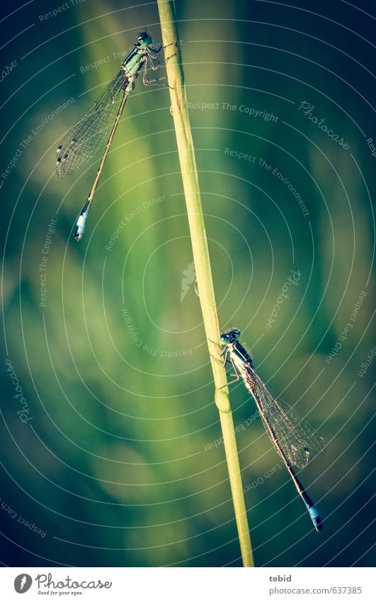 gemeinsam Abhängen ... Natur Tier Schönes Wetter Libelle Libellenflügel Azurjungfer 2 ästhetisch blau grün Farbfoto Außenaufnahme Menschenleer Abend Licht