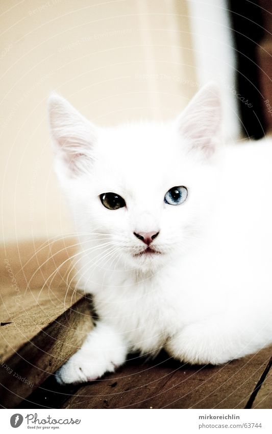 Zwei-Äuger Katze weiß klein niedlich herzlich Neugier Pfote gespitzt gelb braun Türkei Angorakatze Auge Farbe cat white Schnee Blick Schock bigway Ohr blau