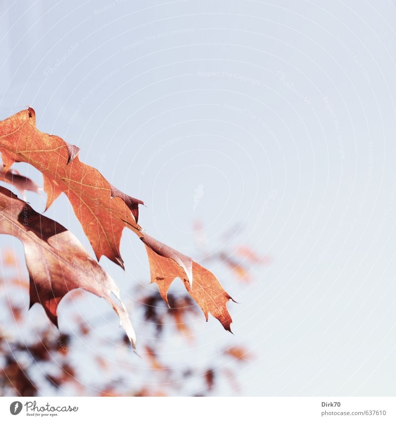 Roteiche, ... Natur Pflanze Herbst Schönes Wetter Baum Blatt Wildpflanze Eiche Eichenblatt Herbstlaub Herbstfärbung herbstlich Ast Zweig Park alt leuchten