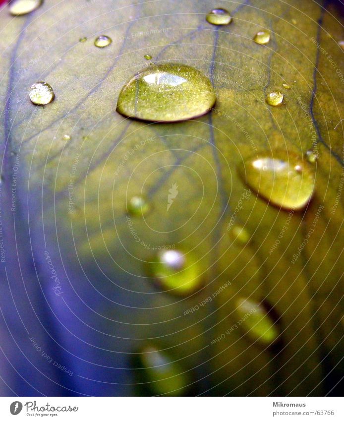 Tropfen oder Träne - das letzte Herbst Sommer Blatt Baum Pflanze Natur Grünpflanze Topfpflanze Gefäße Blattadern Wassertropfen nass Regen Trinkwasser Tau feucht