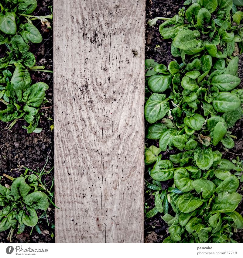 doping Gemüse Salat Salatbeilage Ernährung Natur Urelemente Erde Frühling Pflanze Blatt Erholung Essen genießen Wachstum Spinat Holzbrett Gewächshaus Ernte