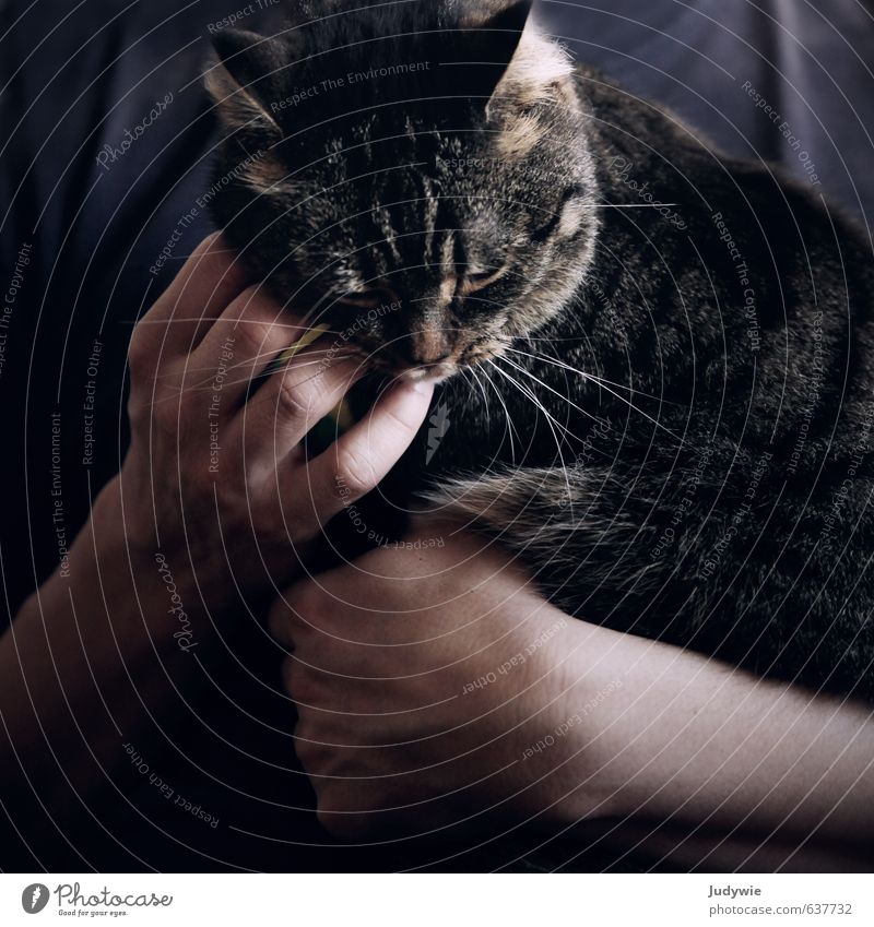 Innig. Wellness harmonisch Wohlgefühl Zufriedenheit Mann Erwachsene Hand Finger Tier Haustier Katze festhalten Liebe niedlich weich Vertrauen Sicherheit