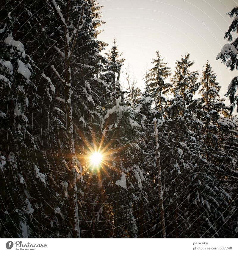 solar forest Natur Landschaft Urelemente Himmel Frühling Winter Schnee Wald Zeichen authentisch gut Wärme Sonnenenergie Stern (Symbol) Zukunftsorientiert