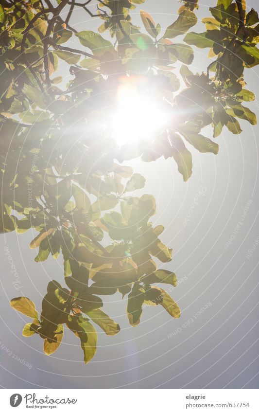 Sonnenstrahlen durch Blätter Leben Wohlgefühl Ferien & Urlaub & Reisen Sommer Natur Pflanze Wolkenloser Himmel Sonnenlicht Frühling Schönes Wetter Baum Blatt