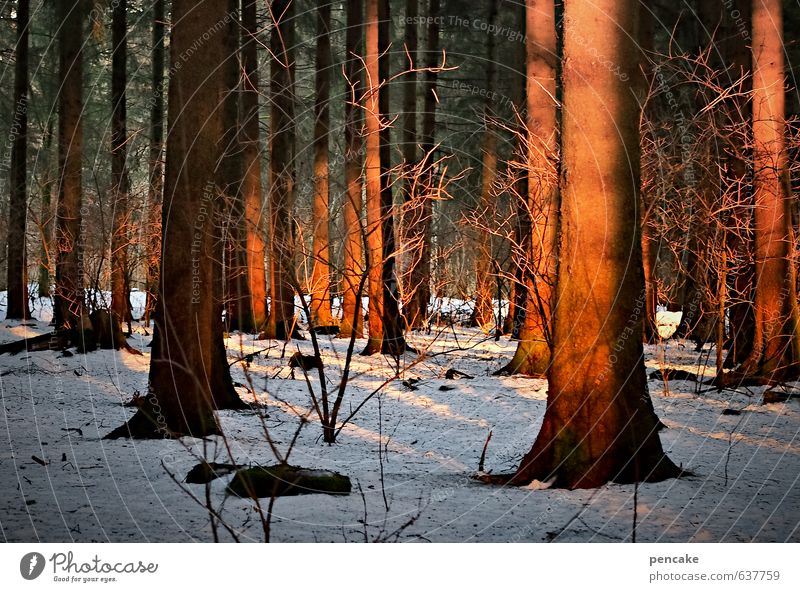 scheinbar Natur Landschaft Sonnenaufgang Sonnenuntergang Winter Schnee Wald Zeichen Wärme orange Gefühle Glück Baumstamm Glut rot Schattenspiel Abendsonne