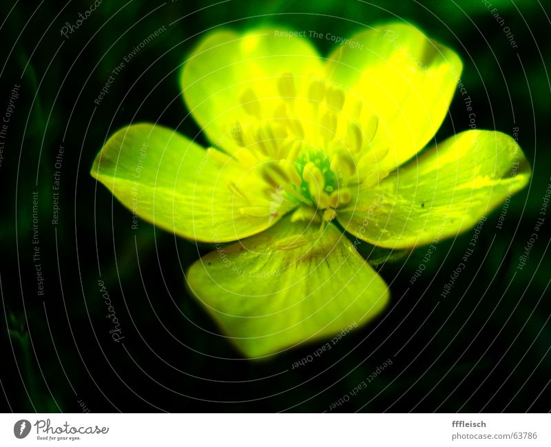 Gelbe Blume Wiese dunkel grün gelb klein Sommer Physik Wärme Makroaufnahme