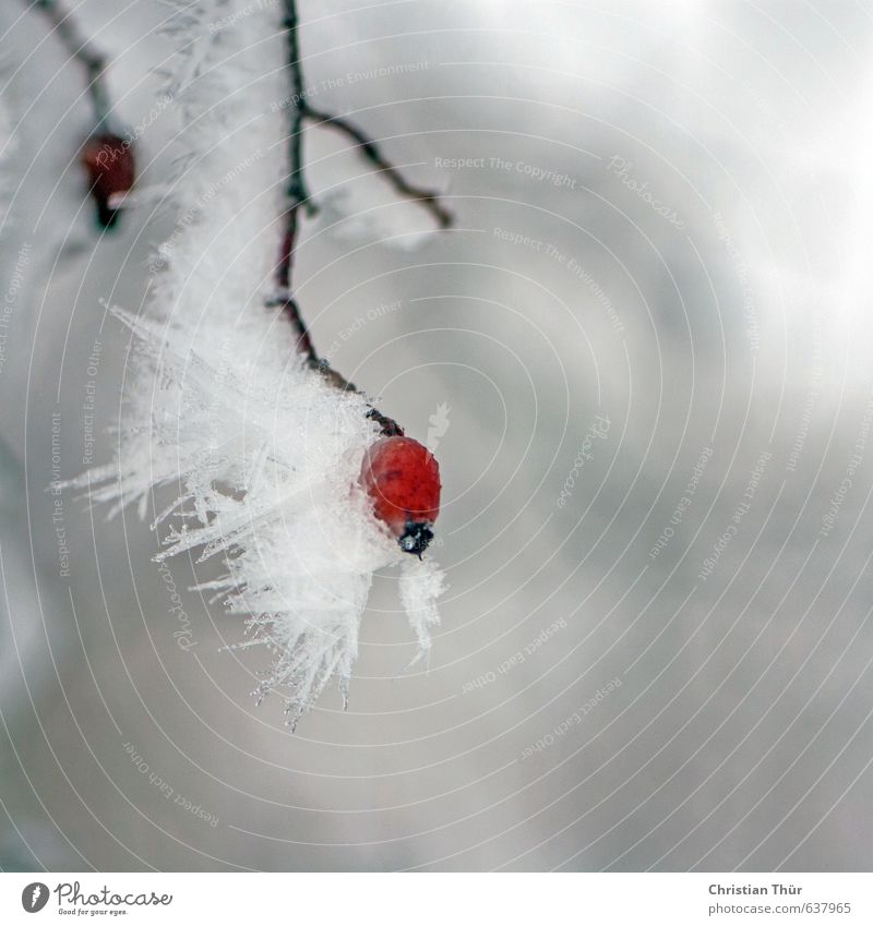 Winterfrost Umwelt Natur Pflanze Tier Eis Frost Schnee Sträucher Wildpflanze schön braun grau rot weiß Gefühle Stimmung ästhetisch Inspiration kalt Eiszapfen