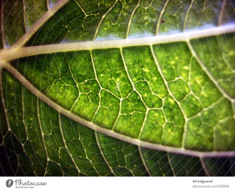 Adern Blatt grün Makroaufnahme Pflanze Gefäße Blattgrün Licht Wachstum Versorgung Ernährung Sonnenblume Photosynthese Nahaufnahme Leben Strukturen & Formen