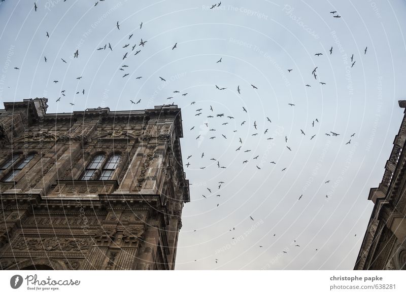 Ausschwärmen Istanbul Haus Burg oder Schloss Bauwerk Gebäude Dolmabahçe Moschee Tier Vogel Schwarm fliegen bedrohlich wild kreisen Farbfoto Gedeckte Farben