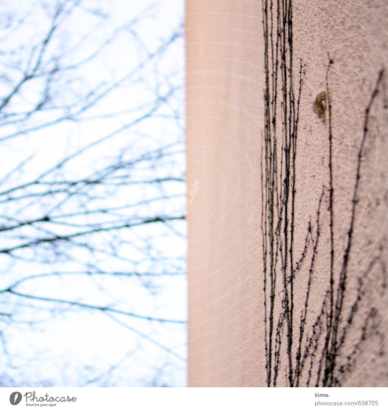 Autonomie und Bindung Pflanze Baum Wein Kletterpflanzen Haus Mauer Wand Fassade wild anstrengen elegant Identität Inspiration komplex Leben Natur Ordnung