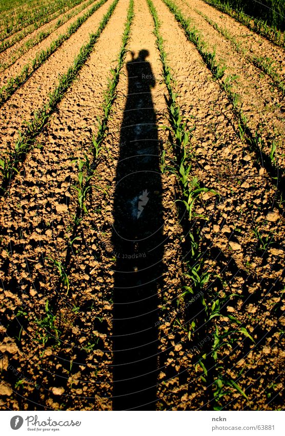 Schatten auf der Flucht Feld Fluchtpunkt Jungpflanze Symmetrie Abendsonne Fotograf Physik Rennbahn winken shadow Punkt Mais Pflanze Wärme
