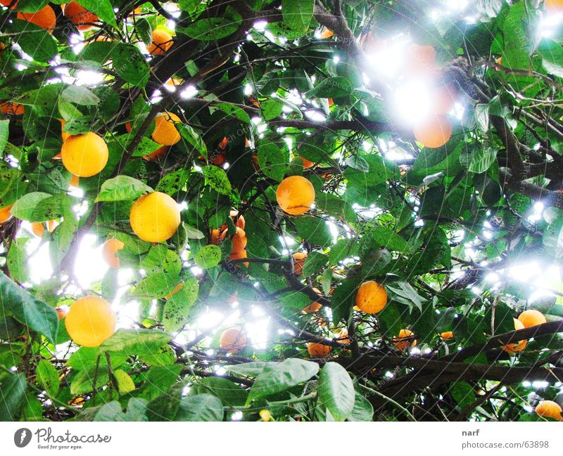 Orange Heaven Licht Mount Eden tree fruits oranges heaven light leaves day agriculture branches garden