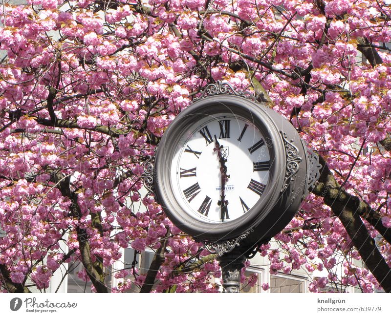 Kirschblütenzeit Pflanze Baum Kirschbaum Kleinstadt Fußgängerzone Uhr Glas Metall Blühend Duft historisch rund Stadt grau rosa Gefühle Frühlingsgefühle Farbe