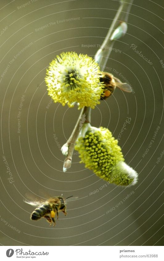 Flugshow Biene Blüte Frühling Schweben springen Luftverkehr frei fliegen Blühend Flügel pollen. bee fly bloom free
