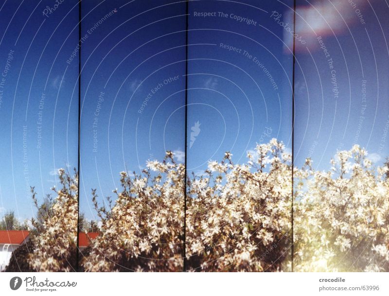 vier von eienm strauch Magnoliengewächse Doppelbelichtung Haus Blüte Frühling Sommer Lomografie supersampler Himmel blau peter alprausch Schönes Wetter