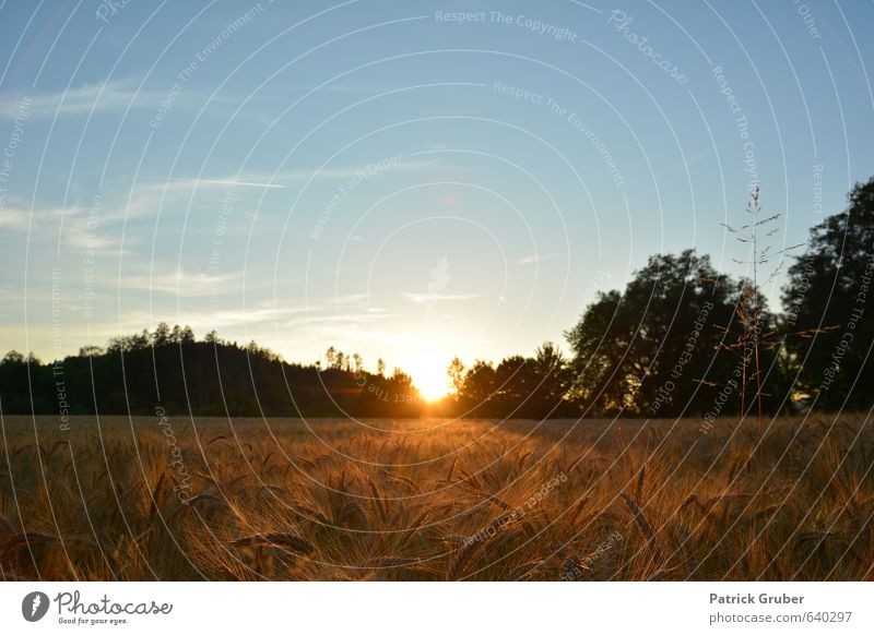 Sonnenuntergang im Kornfeld Natur Landschaft Schönes Wetter Nutzpflanze Dorf Menschenleer Außenaufnahme Abend Sonnenstrahlen Sonnenaufgang Gegenlicht