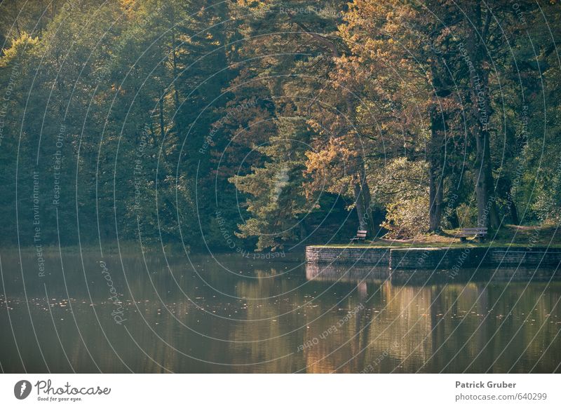 Herbststimmung am Ebnisee Natur Landschaft Wasser Baum Seeufer Dorf herbstlich Farbfoto Außenaufnahme Menschenleer Textfreiraum unten Tag