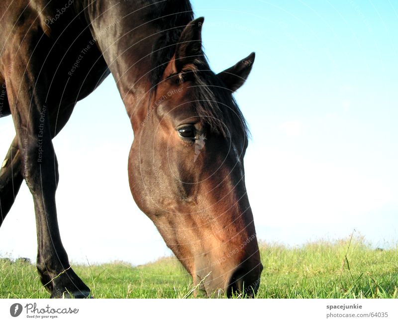 Celestino Pferd Tier Außenaufnahme Gras Fressen Mähne horse Natur Rasen Weide Ernährung