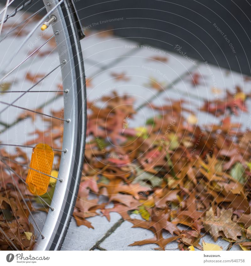 ventil. sportlich Freizeit & Hobby Fahrradfahren Herbst Blatt Garten Park Wege & Pfade Fahrradtour Fahrradreifen Ventil Katzenauge Metall Kunststoff braun gelb