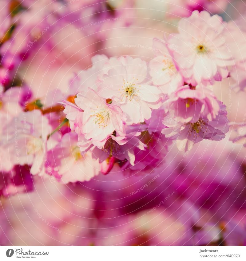 Hanami (Blüten betrachten) harmonisch Sinnesorgane Frühling exotisch Kirschblüten Japan Blühend ästhetisch Duft frisch schön Kitsch natürlich weich rosa
