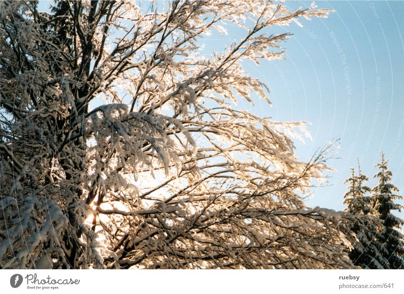 Winterbaum Baum Licht Schnee