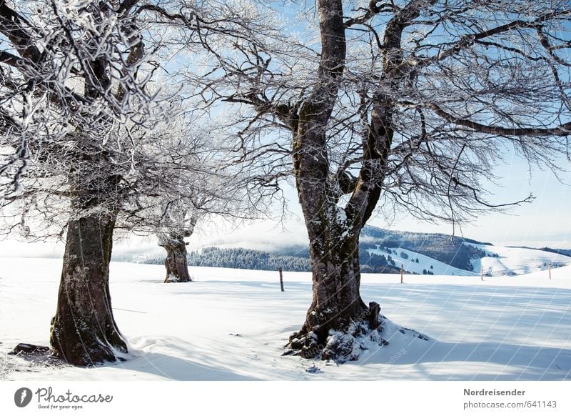 Winter nur Oben.... Erholung ruhig Ferien & Urlaub & Reisen Tourismus Ausflug Schnee Winterurlaub wandern Natur Landschaft Pflanze Schönes Wetter Eis Frost Baum