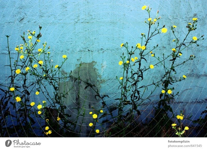 Gelbe Blumen vor blauer Mauer Blüte Wand Fröhlichkeit Hoffnung Lebensfreude Stimmung Vergänglichkeit gelbe Blumen leuchtende Farben Patina hellblau Farbfoto