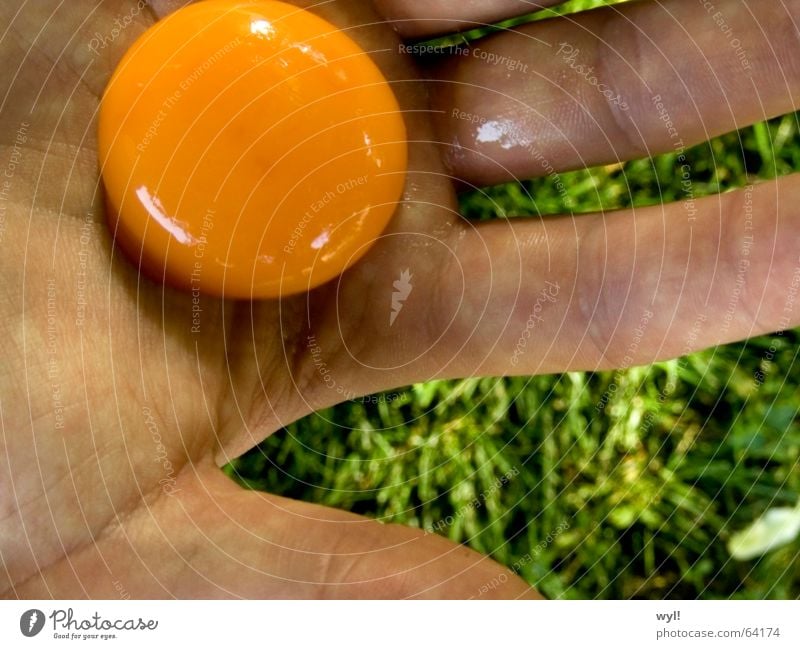 Ei Ei Ei Eigelb Hand Finger Daumen Rührei Gras Wiese grün Sommer Eiklar Ernährung Haut grashalb orange Falte handinnenfläche