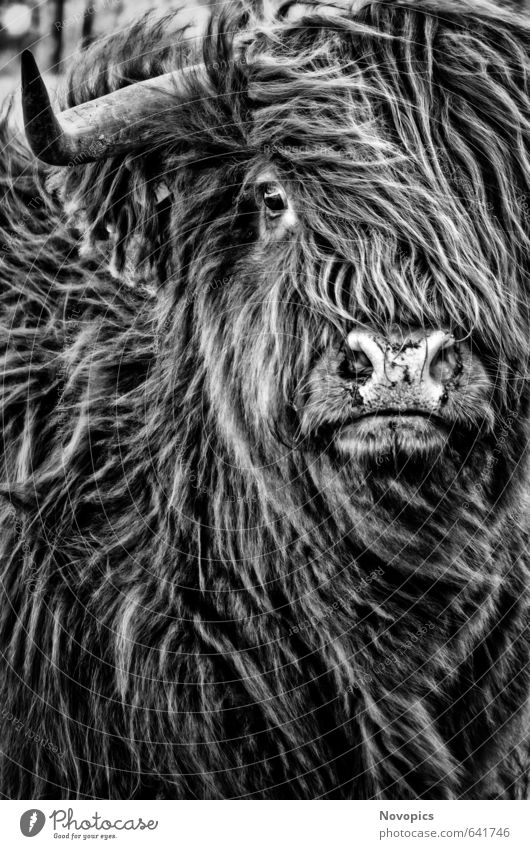 Highland Cattle Natur Tier Fell Haustier Nutztier Kuh 1 schwarz weiß Portrait reales Leben Schottische Hochlandrind Schottisches Hochlandrind gaelisches Rind
