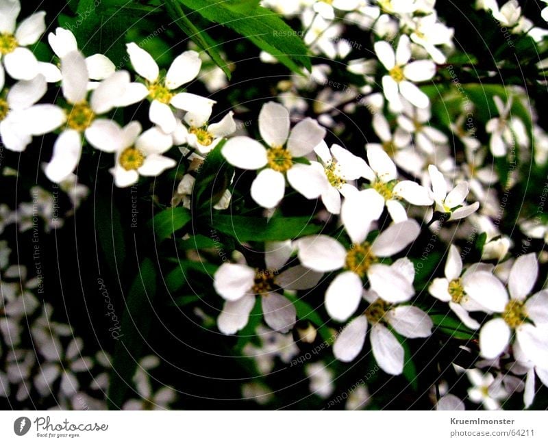 Sommer_01 Blume Blüte weiß Frühling schön weiße blüte gruga
