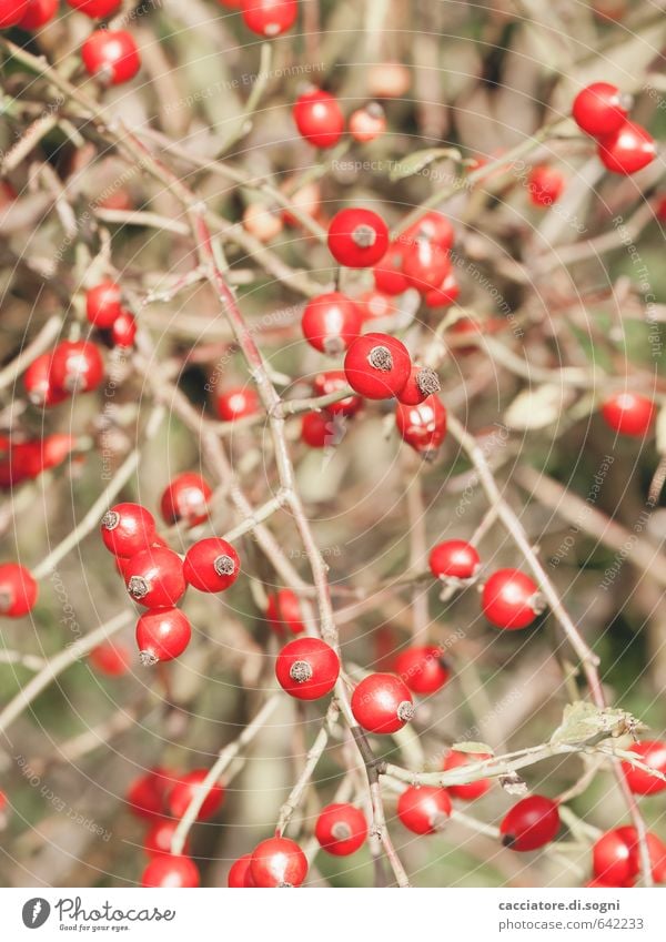 Rote Punkte Natur Pflanze Herbst Schönes Wetter Sträucher Beeren Kugel exotisch Zusammensein glänzend klein natürlich rund Sauberkeit verrückt viele rot