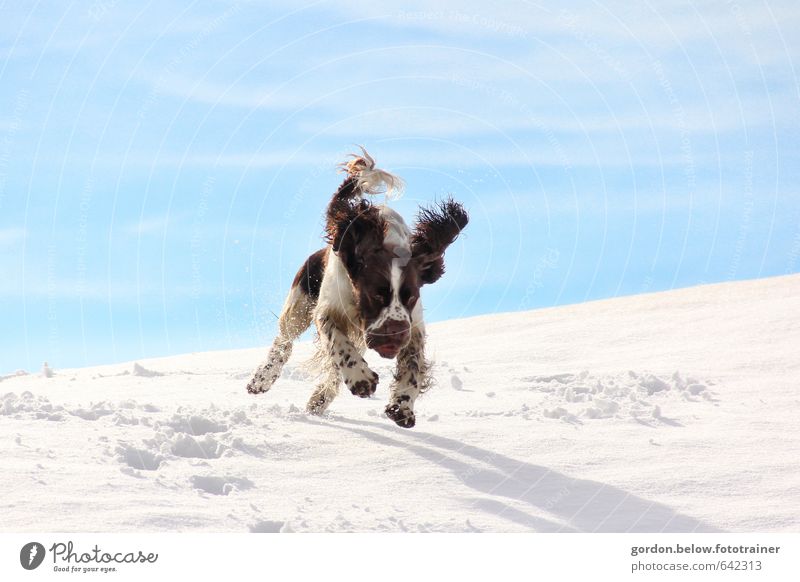 endlich Schnee! Freude Ausflug Winter Winterurlaub Berge u. Gebirge Tier Haustier Hund Fell Krallen Pfote Fährte 1 Jagd springen Fröhlichkeit rebellisch blau