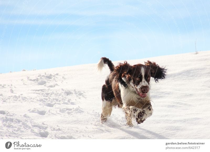 Schneehund Schönes Wetter Eis Frost Berge u. Gebirge Tier Haustier Hund 1 Jagd rennen Spielen springen Geschwindigkeit stark blau braun weiß Freude Lebensfreude