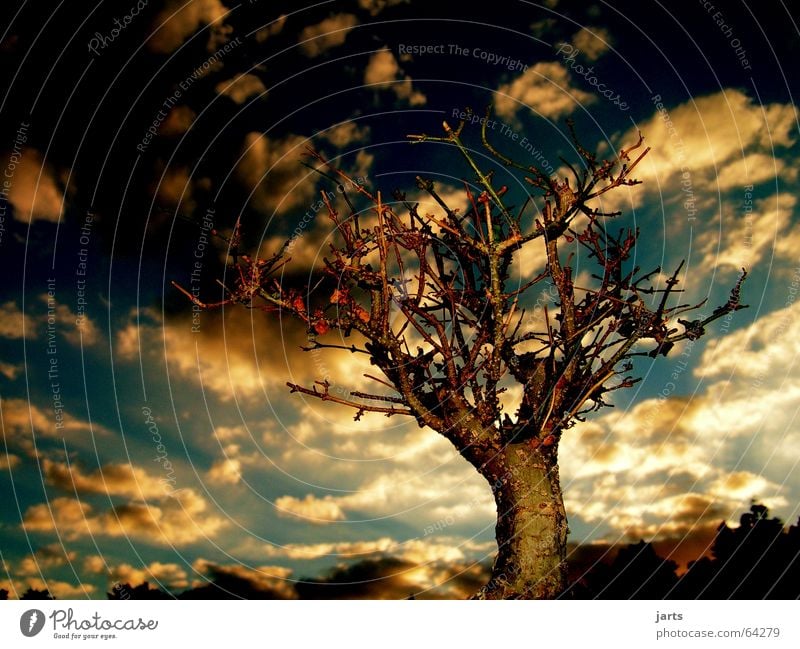 Guten Abend.... Baum Wolken Sonnenuntergang Licht Erholung Bonsai Horizont Märchen schön mystic Himmel jarts Fantasygeschichte