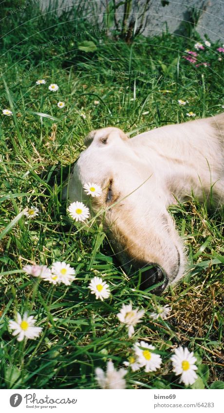 ich träume ich wär ein gänseblümchen Hund Windhund schlafen träumen Wiese Gänseblümchen Blume grün weiß beige Ferien & Urlaub & Reisen Frankreich Bretagne