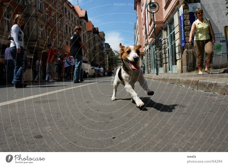 Leipziger Hund WM 2006 Fan Geschwindigkeit Ausgelassenheit toben Tier Haustier Spielen Freude Engagement Begeisterung Spaziergang Leidenschaft Säugetier