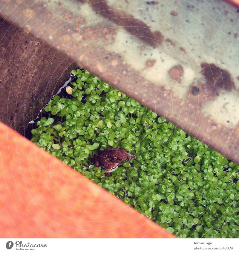 froschperspektive Umwelt Natur Wasser Tier Frosch 1 weich braun grau grün Froschkönig Wasserpflanze Stahl Loch Farbfoto Außenaufnahme Nahaufnahme Menschenleer