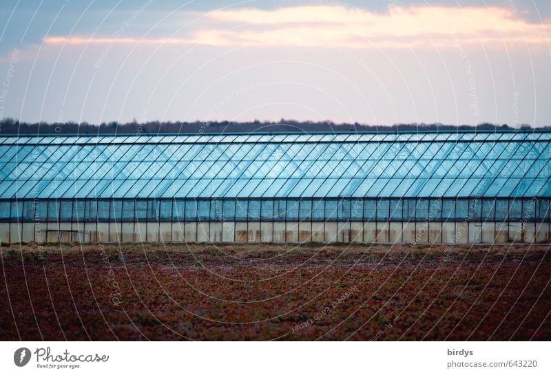 Glashaus linear Landwirtschaft Forstwirtschaft Gärtnerei Himmel Wolken Sonnenaufgang Sonnenuntergang Feld Gewächshaus leuchten ästhetisch groß lang blau