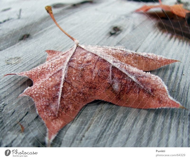 Herbstlaub Blatt kalt Frost Eis Seil Morgen Schnee