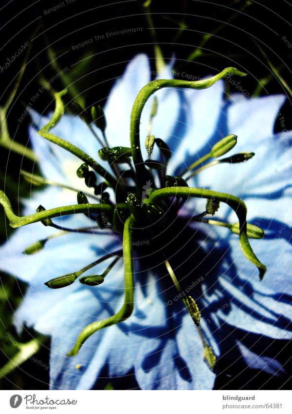 Medusa Tentakel Blume Blüte hell-blau grün Makroaufnahme Nahaufnahme flower zaret ich weiß nicht was es für ne blume ist