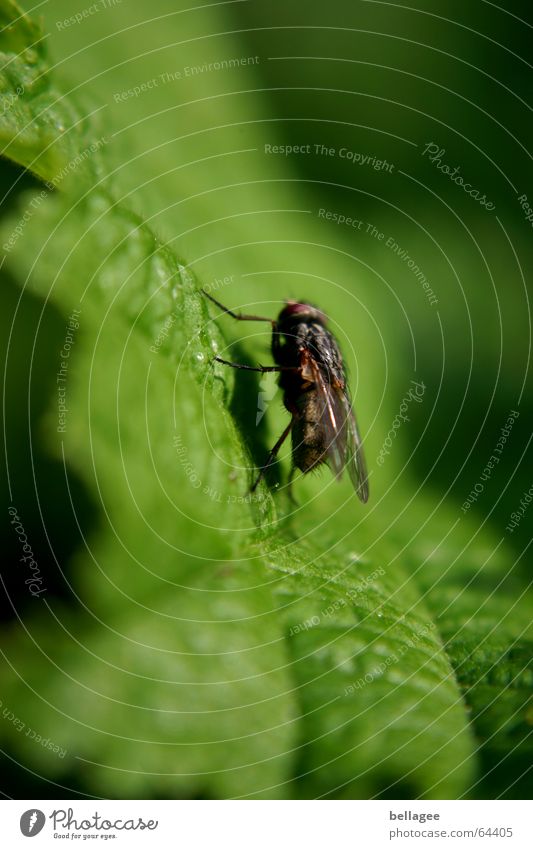 wenn fliegen über fliegen fliegen... Blatt Insekt grün schwarz steil Natur Fliege Strukturen & Formen nahaufnahem steil vorlage Außenaufnahme