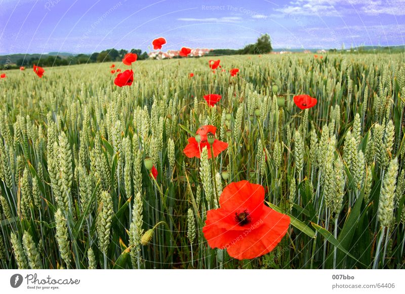 rote Flecken in der Landschaft Blume Feld Weizen Sommer Mohn Pflanze Landwirtschaft Dorf Himmel Natur Kontrast
