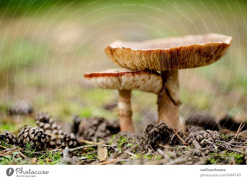 Pilze im Herbstwald Umwelt Natur Pflanze Moos Pilzsucher Zapfen Täubling Wald Duft verblüht Wachstum einfach Fröhlichkeit schön natürlich niedlich positiv