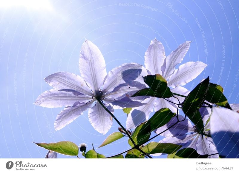 blümchen gen himmel Blume Baum Außenaufnahme Gegenlicht grün Blatt Blüte Blütenblatt Mittag Pflanze violett Natur blau Himmel Sonne Waldrebe